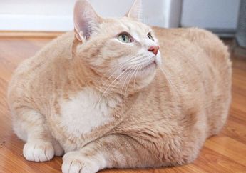 Bronson, Kucing yang Harus Diet Karena Kelebihan Berat Badan