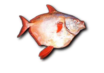 Berkenalan dengan Ikan Opah, Ikan Berdarah Panas Pertama di Dunia