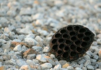 Menurut Sains, Keengganan Melihat Lubang Berpola Ternyata Bukan Fobia