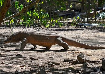 Ingin Berkunjung ke Taman Nasional Komodo? Jangan Abaikan 5 Hal Ini