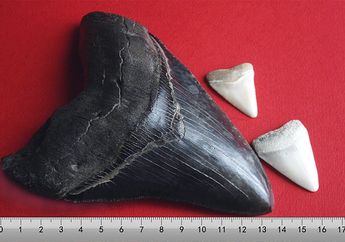 Seorang Remaja Menemukan Gigi Hiu Megalodon yang Terkubur di Pantai