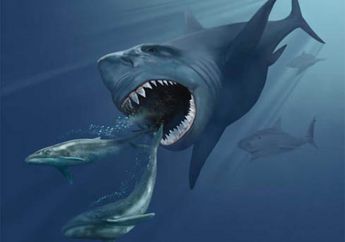 Hiu Megalodon Perlu Puluhan Juta Tahun untuk Mempunyai Gigi Tajam