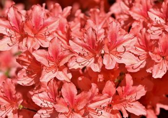 Bunga Rhododendron, Bunga Nasional yang Indah Kebanggaan Rakyat Nepal