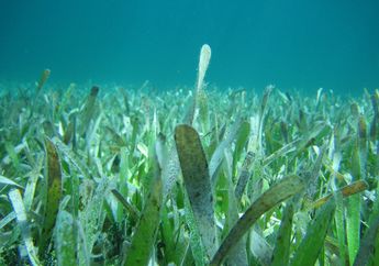 Sering Dikira Rumput Laut, Inilah Lamun yang Hidup di Dasar Laut