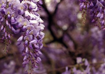 Indahnya Bunga Wisteria Saat Musim Semi Tak Kalah dengan Sakura