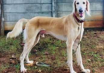 Saluki, Anjing yang Pertama Dipelihara di Dunia. Apa Keistimewaannya?