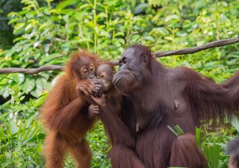 Orang Utan adalah Salah Satu Primata Terpintar, Ini Fakta Orang Utan