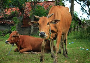 Mengenal Sapi Pedaging yang Banyak Ditemui di Indonesia, Yuk!
