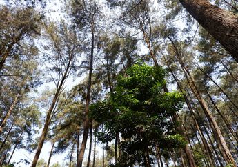 8 Ekosistem Utama yang Ada di Bumi dan Contoh Hewan di Dalamnya