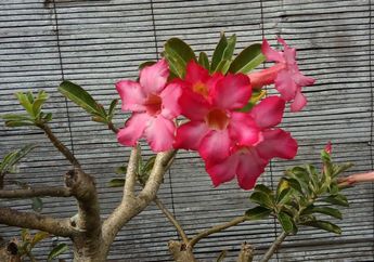 Dulunya Getah Adenium Digunakan sebagai Racun Panah di Afrika