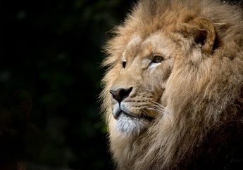 10 Alasan Keren Kenapa Kita Harus Melindungi dan Mencintai Singa