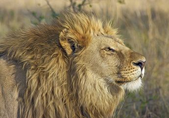 Seekor Singa Dikepung 20 Hyena, Berhasil Meloloskan Diri, Tidak, ya?