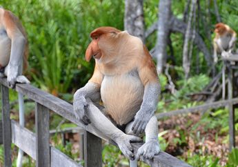 Hewan-Hewan Ini Memiliki Bentuk Hidung yang Aneh, Apa Saja, ya?