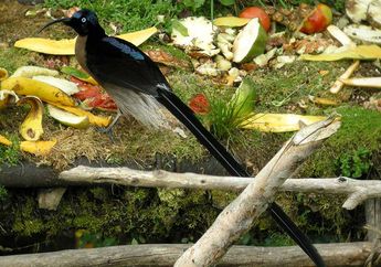 Paruh-Sabit Coklat, Burung yang Tak Kalah Indah dyngan Cendrawasih