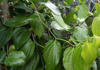 Serba-serbi Daun Sirih, Ada yang Menjadikannya Simbol Memuliakan Tamu