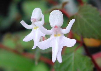 Unik! Bunga Ini Kelopaknya Berbentuk Gadis Kecil yang Menari, lo!