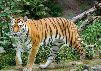 Populasi Harimau di Nepal Meningkat Dua Kali Lipat, Kabar Baik!