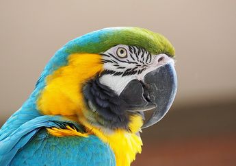 Burung Makaw Ini Pipinya Bisa Merona dan Tersipu Seperti Manusia, lo!