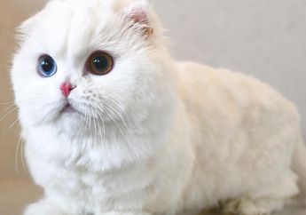 Kenalan Sama Goyanggy, yuk! Kucing dengan Dua Warna Mata Berbeda