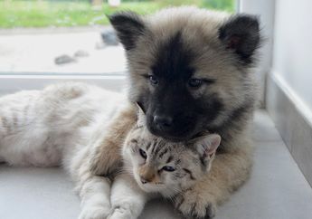 Apakah Kucing dan Anjing Juga Perlu Sikat Gigi? #AkuBacaAkuTahu