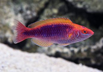 Pintar dan Lucu, Ikan Ini Bisa Mengenali Dirinya Lewat Cermin