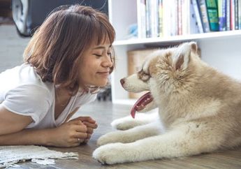 Sering Dibilang Mirip, Ini Bedanya Alaskan Malamute dan Siberian Husky