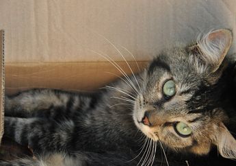 Bukan Karena Iseng, Ini Alasan Kucing Suka Sembunyi dalam Kotak Kardus