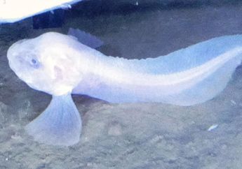 Wah, Ikan di Samudra Pasifik Ini Bisa Meleleh! Kok, Bisa, ya?