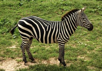 Manusia Menunggangi Kuda, Kenapa Zebra Tidak Ditunggangi, ya?