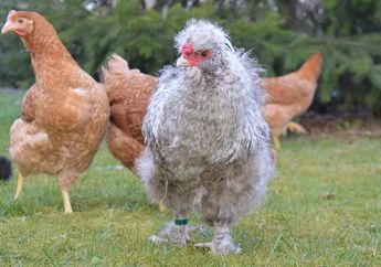 Ayam Juga Bisa Mengingat Wajah dan Bermimpi, Cari Tahu Fakta Lainnya