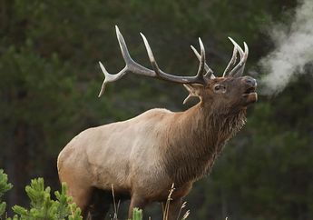 Mengenal Elk, Hewan Bertanduk Besar dan Kokoh yang Masih Saudara Rusa