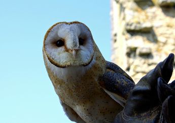 Tyto Alba, Burung Hantu Berwajah Lucu yang Jadi Sahabat Petani