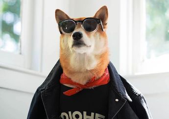 Berkenalan dengan Bodhi, Anjing Shiba Inu yang Bergaya Keren