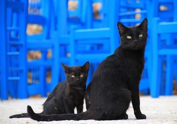 Kucing Hitam Jadi Simbol Halloween, Cari Tahu Asal-usulnya, yuk!
