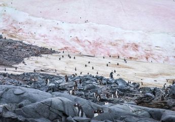 Salju Merah Muda di Greenland Terus Mencair, Kenapa Bisa Begitu?