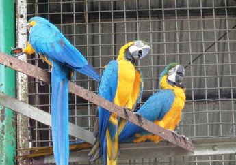 Burung Ara Biru Kuning yang Berumur Panjang, di Mana Habitatnya, ya?