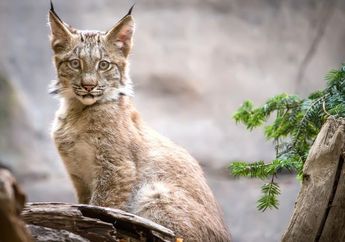 BERITA POPULER: Lynx yang Berjalan-jalan di Sekitar Pemukiman Manusia Hingga Cara Membersihkan Bantal agar Bebas Bakteri dan Kuman