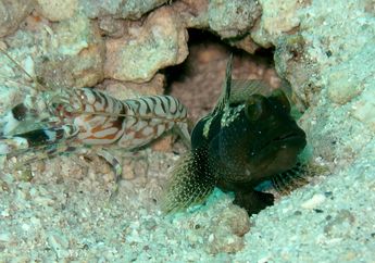 Hidup Berdampaingan, Ikan Goby dan Udang Pistol Saling Menguntungkan