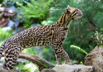 Pernah Lihat Kucing Besar seperti Lynx dan Ocelot? Ini Ciri-cirinya