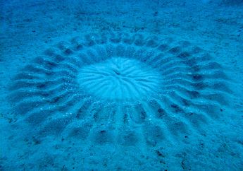 Lingkaran Misteri di Dasar Laut Ini Ternyata Karya Ikan Buntal, lo!