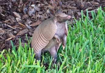 Mengenal Armadillo, Hewan yang Bisa Berubah Menjadi Bola Golf