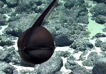 Seperti Balon, Belut Unik di Hawaii Ini Bisa Menggembung, lo!