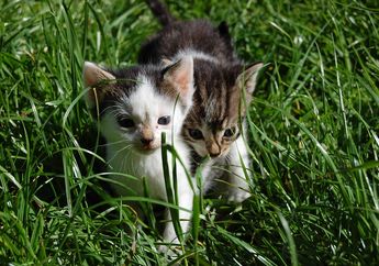 Apa Kucing di Rumahmu Suka Menggigiti Rumput? Ada Alasannya, lo!