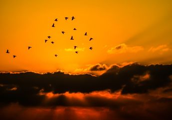 Meski Ukurannya Kecil, Gerombolan Burung Berbahaya bagi Pesawat, Kenapa?