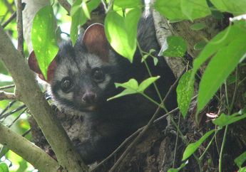 Ada Kopi yang Diberi Nama Kopi Luwak, Seperti Apa Sebenarnya Luwak?