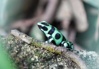 Ada Hewan Berwarna Cerah yang Terlihat Cantik, Ternyata Warna Cantik Ini untuk Perlindungan Diri!