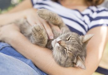 Supaya Tidak Dicakar, Ketahui Bagian Tubuh yang Tidak Disukai Kucing Ketika Dielus