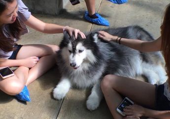 Di Kafe Ini, Kita Bisa Bermain Bersama Puluhan Anjing Husky!