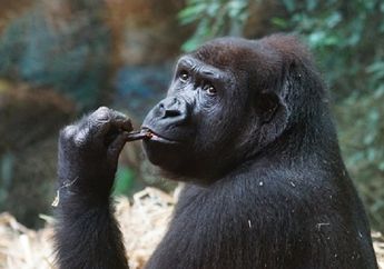 Gorila di Cagar Alam Afrika Nekat Mendaki Gunung Berapi, Kenapa, Ya?