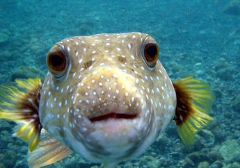 Lebih Beracun Dari Pada Sianida, Mengapa Orang Jepang Suka Mengonsumsi Ikan Fugu?